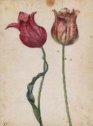 Georg Flegel Two Tulips oil on canvas